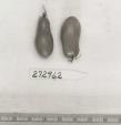 Click for 1 image(s) for this accession. FRUIT